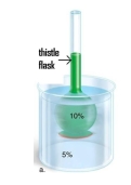 A 10% glucose solution is placed in the thistle tube. The thistle tube is placed in a beaker that contains a 5% glucose solution. The solution in the thistle tube is _______ to the solution in the beaker.   A)  hypertonic B)  hypotonic C)  isotonic D)  none of the answer choices 