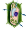 Is this cell an animal or plant cell? In what type of environment is this cell found? Is there a net movement of water into or out of the cell? Explain your answer.  