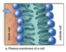 Construct a portion of cell membrane using the typical phospholipid symbol. Indicate the location of the cytoplasm and outside of the cell. Explain how the chemical characteristics of phospholipids molecules dictate membrane structure and cause it to be fluid in nature.  