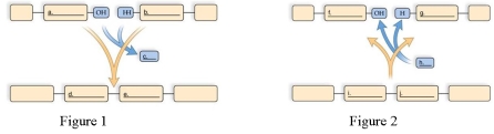 Choose the Figure that depicts polymer synthesis.   A)  Figure 1 B)  Figure 2 Figure 2 depicts a polymer being hydrolyzed. In degradation, the monomers in a polymer separate during a hydrolysis reaction. A bond is broken as water is added. 