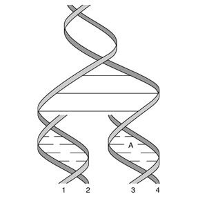   -In Figure 25.4,when replication is finished,strand 1 will have the same base composition as strand ___ while strand 2 will have the same base composition as strand ____. A)  2; 3 B)  1; 3 C)  3; 4 D)  1; 4 E)  2; 4