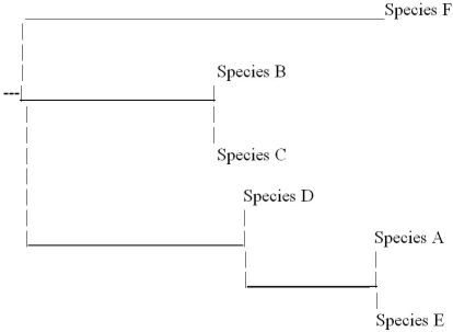 Based on the phylogenetic tree below,which of the following statements is FALSE?   A)  Species E is more closely related to species A than to species D. B)  Species D is more closely related to species C than to species E. C)  Species F is more closely related to species D than to species E. D)  Species C is more closely related to species B than to species D.