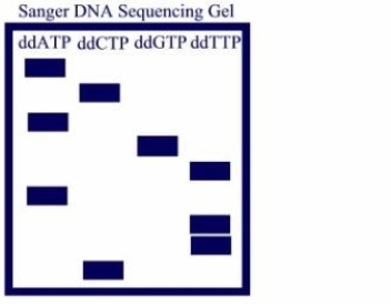 The DNA sequence of the fragment analyzed below is ________.  