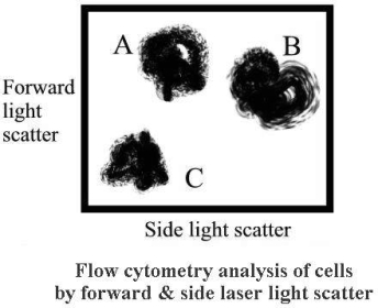 In the scatterplot shown, in which population would eosinophils be found?   A) A B) B C) C D) None of the above