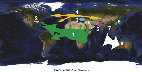 In the map of major world migration movements the white arrow pointing to Australia signified   A) slaves. B) convicts. C) those persecuted because of religion. D) movement as the result of a war.