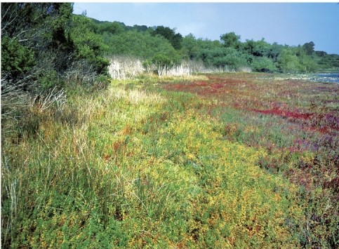 In the photograph regarding ecotones, what are two ecotones apparent?   A) coastal and desert B) valley grasses and plants and forest C) mountain slope and pine forest D) low grasslands and desert