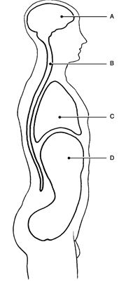   Figure 1.1 Using Figure 1.1, match the following cavities: -Thoracic cavity.