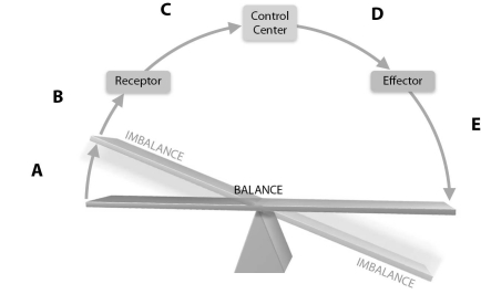   Figure 1.2 Using Figure 1.2, match the following regions: Output.<div style=padding-top: 35px> 