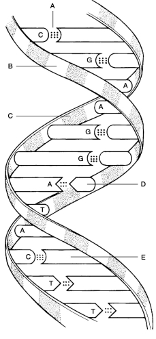    Figure 2.2 Using Figure 2.2, match the following: -Deoxyribose sugar.