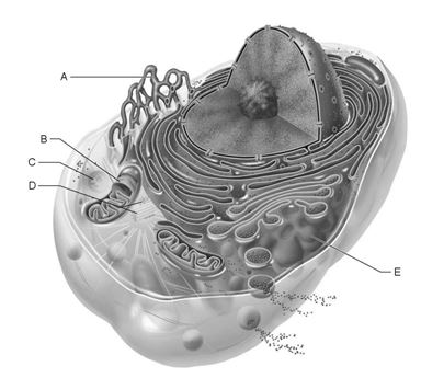    Figure 3.1 Using Figure 3.1, match the following: -Site of synthesis of lipid and steroid molecules.