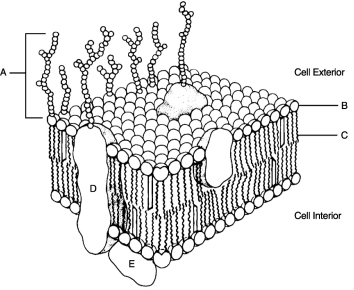    Figure 3.2 Using Figure 3.2, match the following: -Hydrophilic portion of phospholipid.
