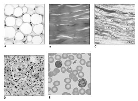   Figure 4.1 Using Figure 4.1, match the following: Provides tensile strength with the ability to absorb compressive shock.<div style=padding-top: 35px> 