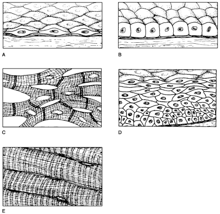   Figure 4.2 Using Figure 4.2, match the following: Simple squamous epithelium.<div style=padding-top: 35px> 