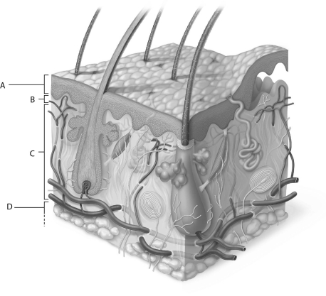    Figure 5.2 Using Figure 5.2, match the following: -Epidermis