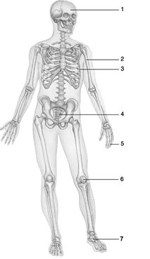    Figure 6.1 Using Figure 6.1, match the following bone types with the numbered structure: -Bone 4.