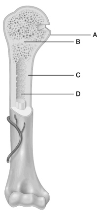    Figure 6.2 Using Figure 6.2, match the following: -Compact bone.