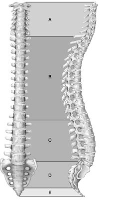    Figure 7.1 Using Figure 7.1, match the following: -Articulates with hip bones of the pelvis.