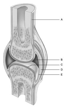    Figure 8.1 Using Figure 8.1, match the following: -Fibrous capsule.