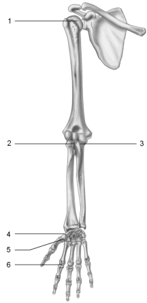    Figure 8.2 Using Figure 8.2, identify each type of synovial joint by name. -Joint 5.