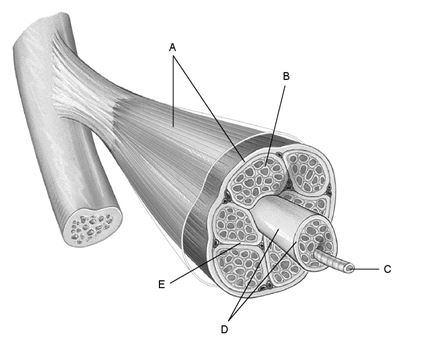    Figure 9.1 Using Figure 9.1, match the following: -Connective tissue covering the exterior of a muscle organ.