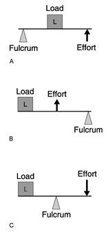   Figure 10.1 Using Figure 10.1, match the following: Humerus-ulna joint.<div style=padding-top: 35px> 
