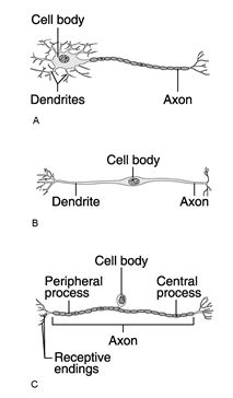    Figure 11.1 Using Figure 11.1, match the following: -Which is by far the most common neuron type?