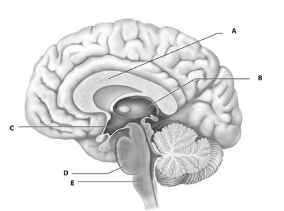    Figure 12.1 Using Fig. 12.1, Match the following: -White fiber tracts