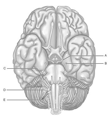    Figure 13.1 Using Figure 13.1, match the following: -Damage to this nerve would cause dizziness, nausea, and loss of balance.