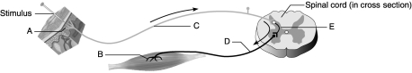    Figure 13.2 Using Figure 13.2, identify the following components of the reflex arc: -Receptor.