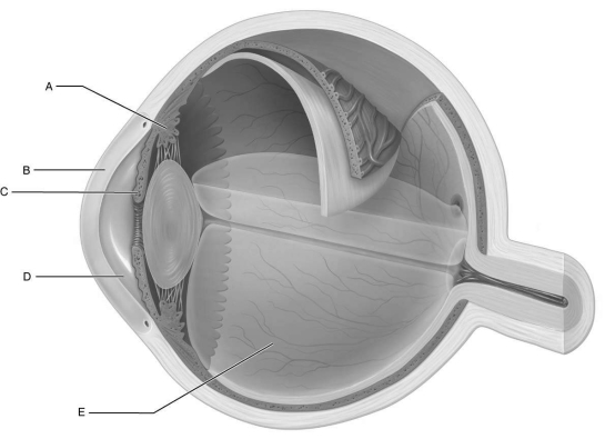    Figure 13.4 Using Figure 13.4, match the following: -The only tissue in the body that can be transplanted from one person to another with little or no rejection.