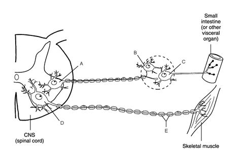    Figure 14.1 Using Figure 14.1, match the following: -Myelin sheath.