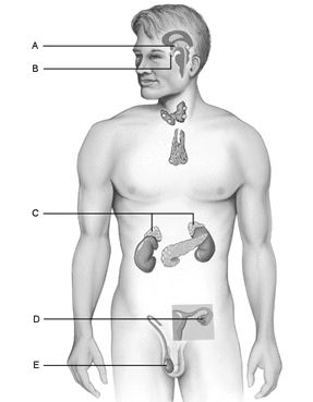   Figure 15.1 Using Figure 15.1, match the following: -Storehouse for the hormones produced by the hypothalamus of the brain.