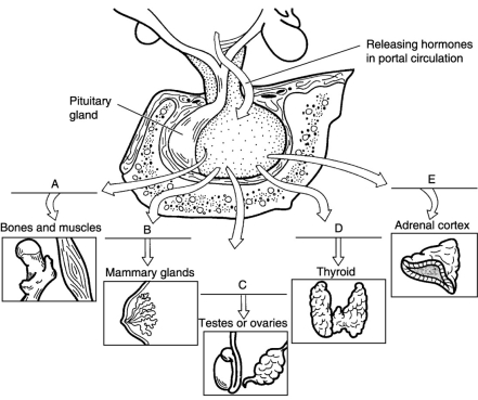    Figure 15.2 Using Figure 15.2, match the following hypothalamic hormones with the pituitary hormone targets: -Follicle stimulating hormone