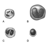   Figure 16.1 Using Figure 16.1, match the following: Lymphocyte.<div style=padding-top: 35px> 