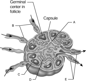    Figure 19.2 Using Figure 19.2, match the following: -Trabecula.