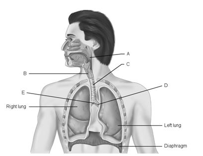    Figure 21.1 Using Figure 21.1, match the following: -Main (primary) bronchus.