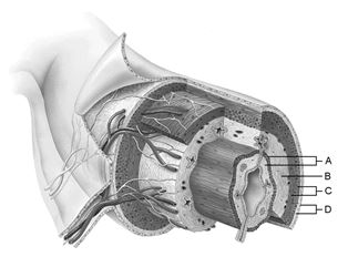    Figure 22.1 Using Figure 22.1, match the following: -Area of the lamina propria.