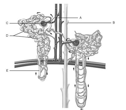    Figure 24.1 Using Figure 24.1, match the following: -Nephron loop.