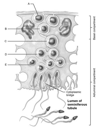    Figure 26.1 Using Figure 26.1, match the following: -First cells with n number of chromosomes.