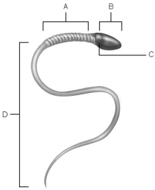    Figure 26.2 Using Figure 26.2, match the following: -Location of nucleus.
