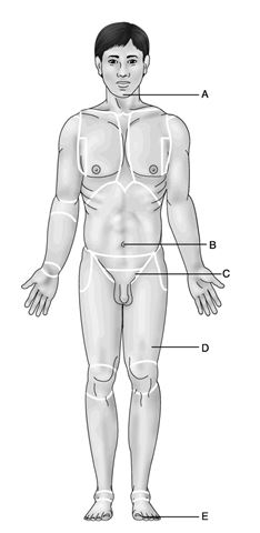 Use the diagram below to answer the following questions.     Figure 1.1 -Which letter indicates the umbilical region? A)  A B)  B C)  C D)  D E)  E