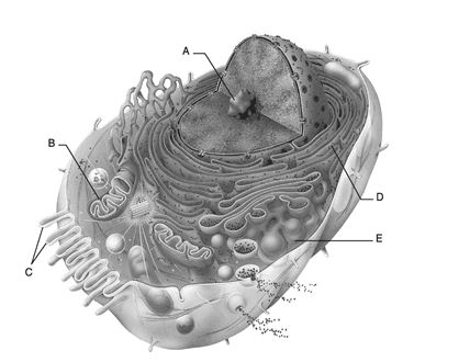    Figure 2.1 Use the diagram above to answer the following questions. -Which letter indicates the mitochondrion? A)  A B)  B C)  C D)  D E)  E