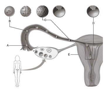    Figure 3.1 Use the diagram above to answer the following questions. -Which letter indicates the zygote? A)  A B)  B C)  C D)  D E)  E