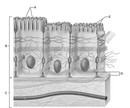    Figure 4.1 Use the diagram above to answer the following questions. -Which letter indicates the connective tissue layer? A)  A B)  B C)  C D)  D E)  E