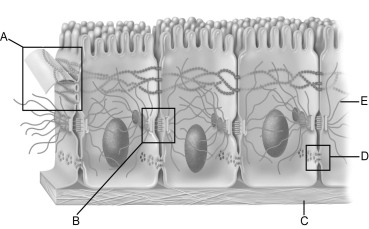    Figure 4.2 Use the diagram above to answer the following questions. -Which letter indicates the acellular layer that acts as a selective filter and a scaffold for regenerating epithelial cells? A)  A B)  B C)  C D)  D E)  E