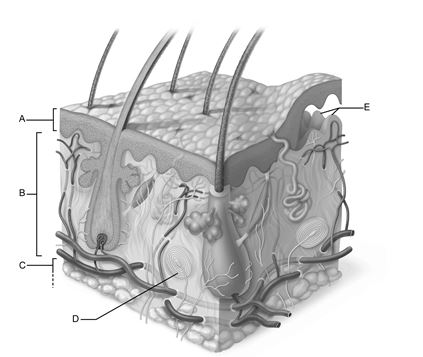    Figure 5.1 Use the diagram above to answer the following questions. -Which letter indicates a specialized sensory receptor that responds to deep pressure? A)  A B)  B C)  C D)  D E)  E