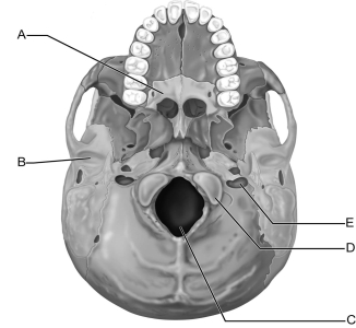    Figure 7.3 Use the diagram above to answer the following questions. -Which letter indicates the mandibular fossa of the temporal bone? A)  A B)  B C)  C D)  D E)  E