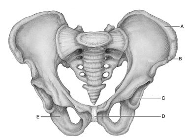    Figure 8.1 Use the diagram above to answer the following questions. -Which letter indicates a pad of a fibrocartilage known as the pubic symphysis? A)  A B)  B C)  C D)  D E)  E