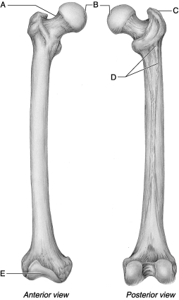    Figure 8.2 Use the diagram above to answer the following questions. -Which letter indicates the gluteal tuberosity of the femur? A)  A B)  B C)  C D)  D E)  E