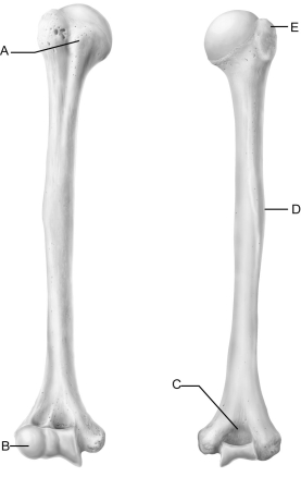    Figure 8.3 Use the diagram above to answer the following questions. -Which letter indicates the anterior-most boundary of the intertubercular groove? A)  A B)  B C)  C D)  D E)  E